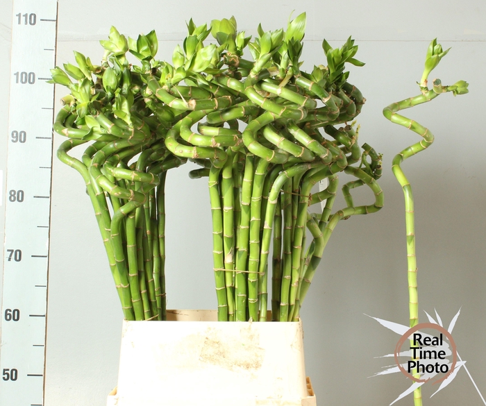 <h4>DRAC LUCKY BAMBOO</h4>