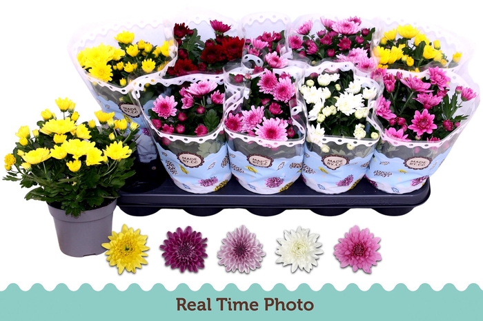 <h4>CHRYS GEVULDBL GEM</h4>