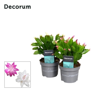 Schlumbergera - 10,5 cm - Mix - Decorum