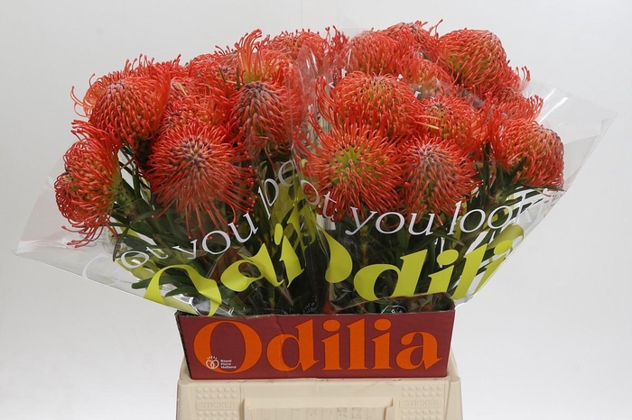 <h4>Nutans Succession</h4>