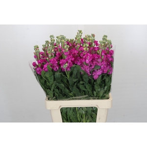 Matthiola Iron Hot Pink