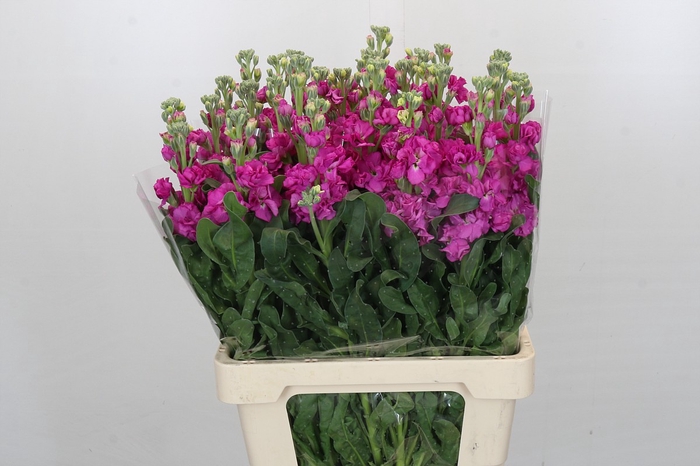 <h4>Matthiola Iron Hot Pink</h4>