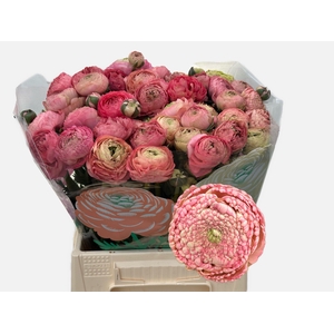 RAN AAZUR ANTIQ ROSE