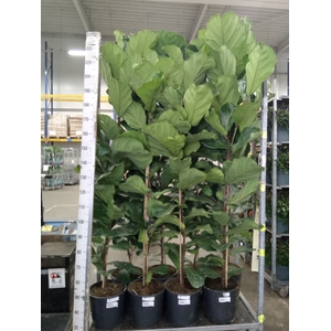 Ficus lyrata