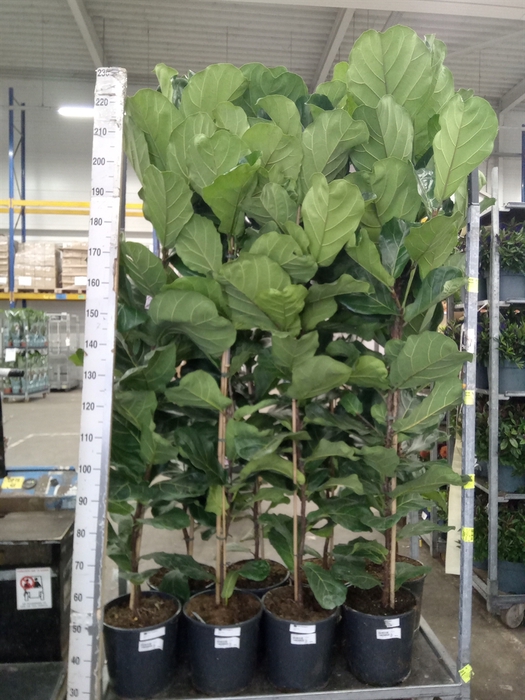 <h4>Ficus lyrata</h4>