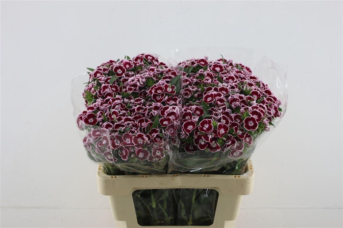 <h4>Di Barb King</h4>