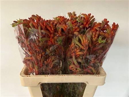 <h4>Anigoz Ramp Roy Slav 60cm</h4>