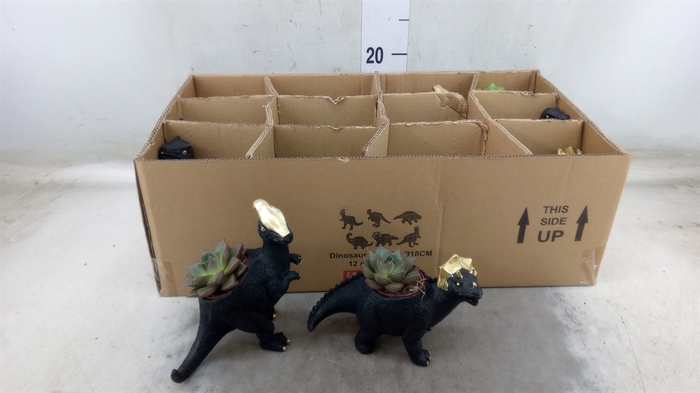 <h4>Arr.  Succulents L%</h4>