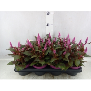 Celosia arg. SP 'Wild Pink'