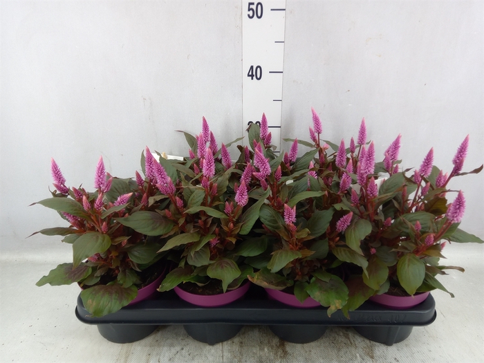 <h4>Celosia arg. SP 'Wild Pink'</h4>