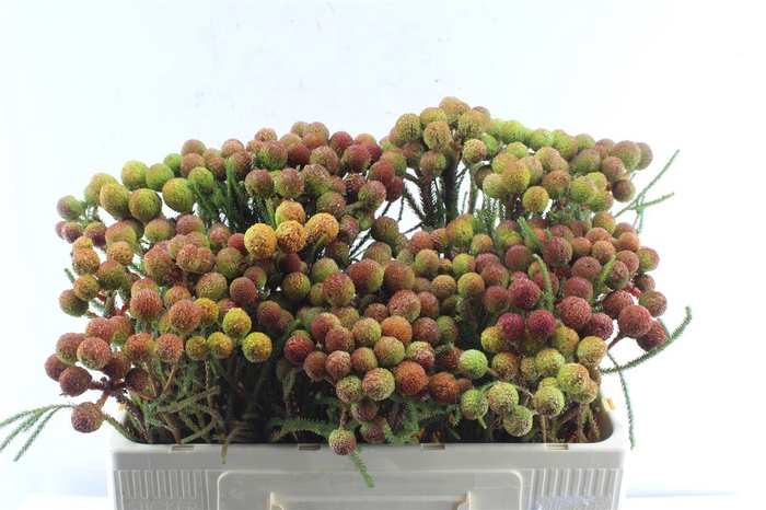 <h4>Kaaps Berz Galpinii Baubles</h4>