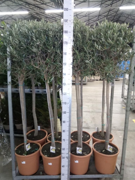 <h4>Olea europaea</h4>