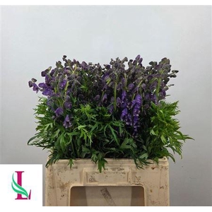 Aconitum Na Pyramidale