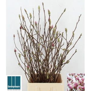 MAGNOLIA GRANDIFLORA