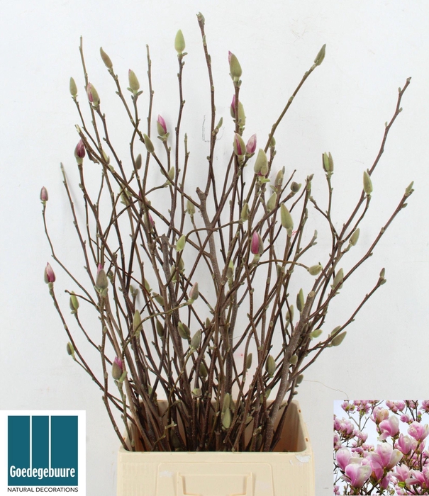 <h4>MAGNOLIA GRANDIFLORA</h4>