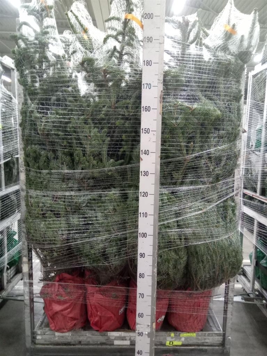 <h4>Abies fraseri</h4>