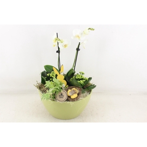 arr2 PL - Ker. schaal Dido phal.