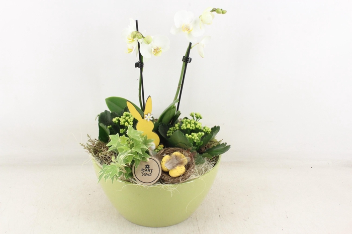 <h4>arr2 PL - Ker. schaal Dido phal.</h4>