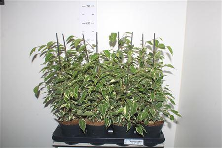 <h4>Fic Be Twilight</h4>