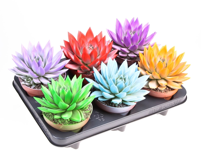 <h4>Echeveria  'Miranda'</h4>