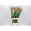 Nerine Vesta K