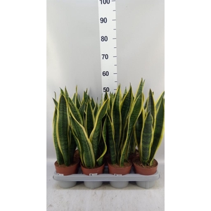 Sansevieria trifa. 'Laurentii'
