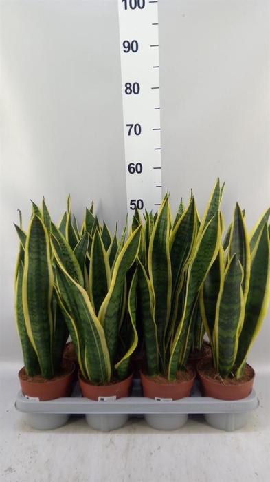 <h4>Sansevieria trifa. 'Laurentii'</h4>