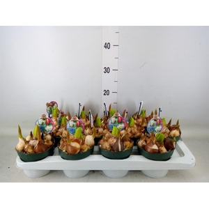 Bolbloemen   ...mix in pot