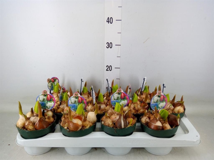 <h4>Bolbloemen   ...mix in pot</h4>