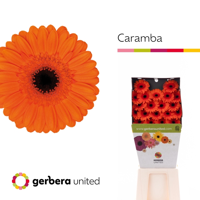 <h4>Germini Caramba Diamond</h4>