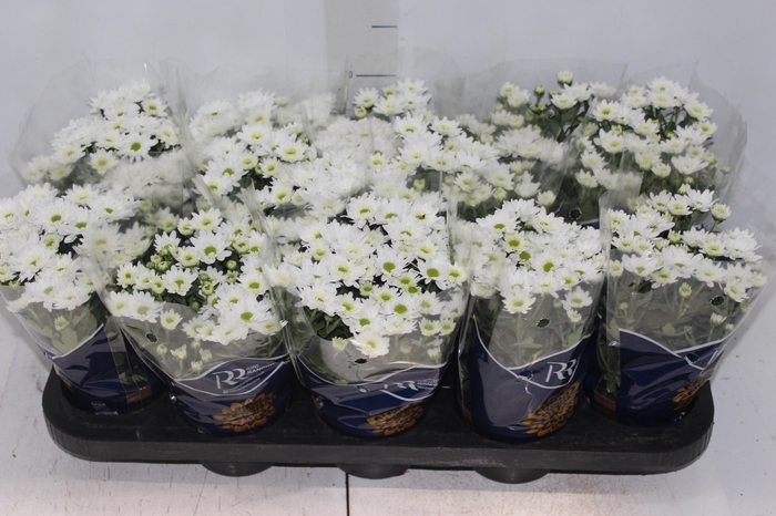 <h4>CRISANTEMO MINI P11 BRANCO</h4>