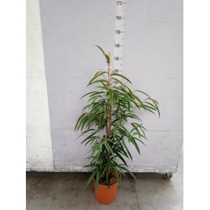 Ficus binn. 'Alii'