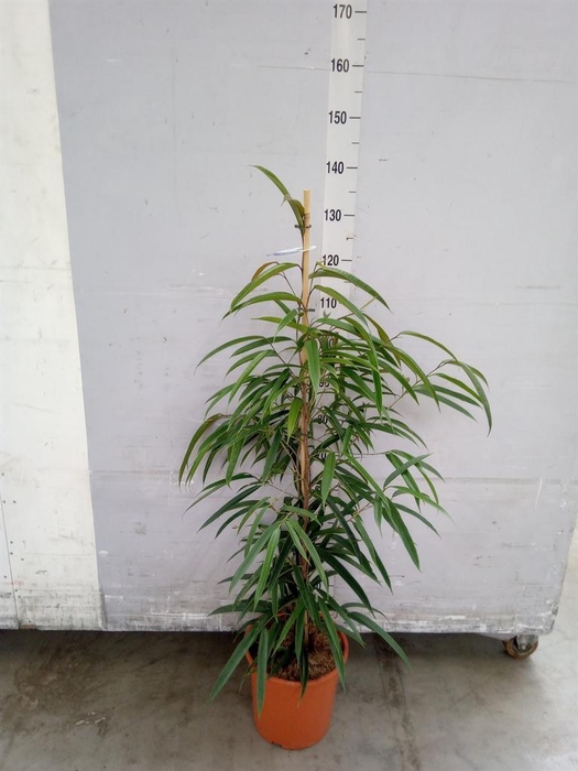 <h4>Ficus binn. 'Alii'</h4>