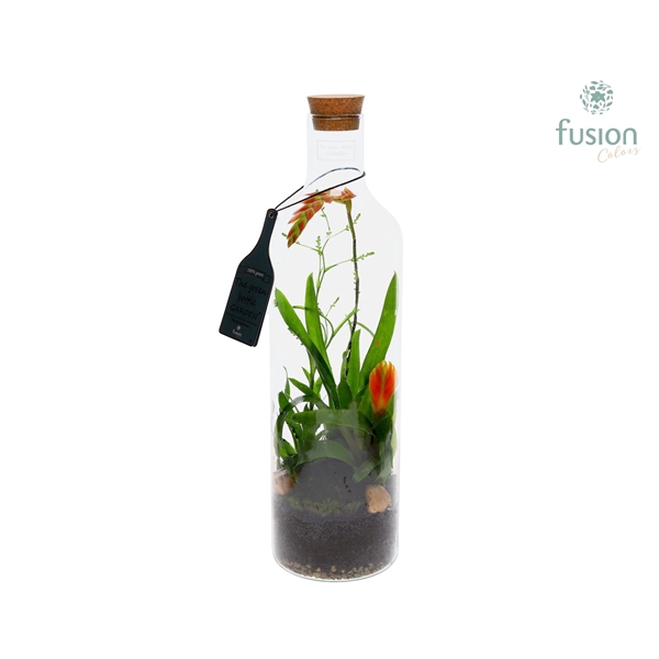 <h4>Green Bottle Fles Large met Bromelia</h4>