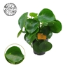 Peperomia Polybot Raindrop