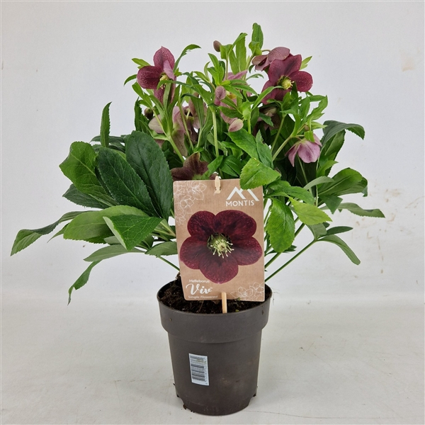 <h4>Helleborus Orientalis VIV Single Flowered 15 cm</h4>