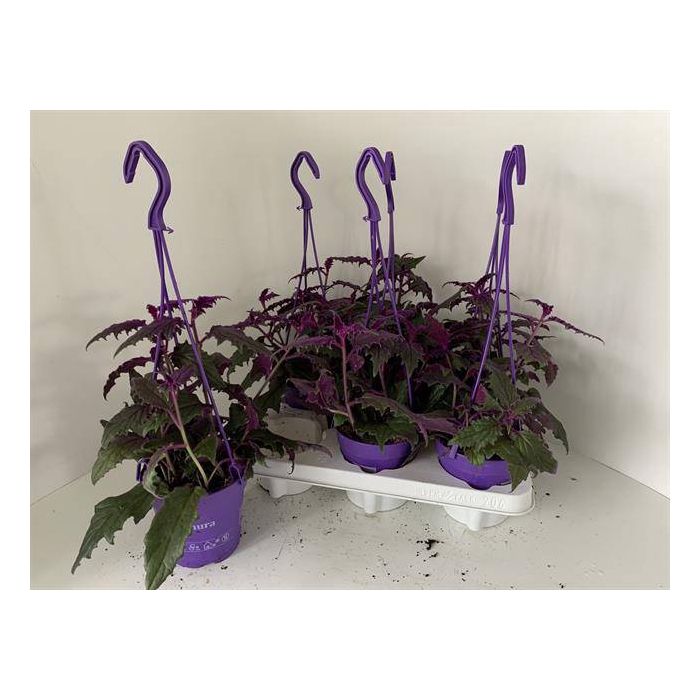 <h4>Gynura 12Ø 18cm</h4>