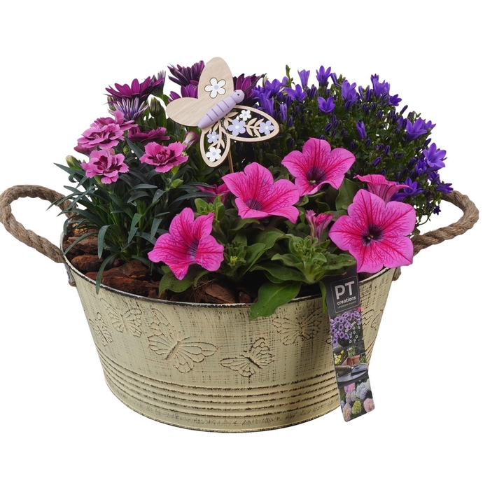 <h4>PTPP6809 Arrangement Patio in metalen bak</h4>