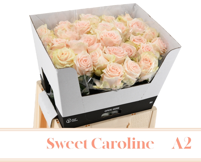 <h4>R GR SWEET CAROLINE A2 60cm A2 - JG</h4>