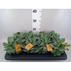 Senecio cephal. 'Mountain Fire'