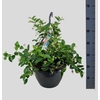 TRAC JASMINOIDES