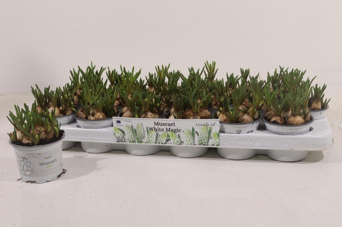 <h4>MUSCAR WHITE MAGIC</h4>