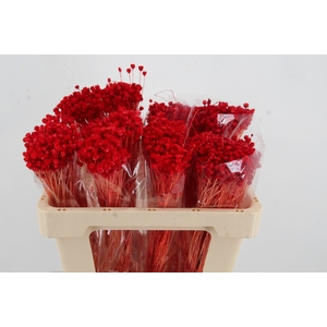 DF Berina Red Bs