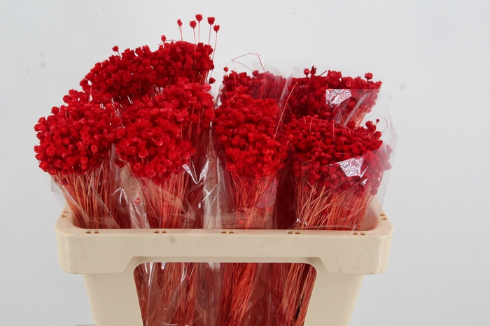 <h4>DF Berina Red Bs</h4>