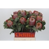 Banksia Coccinea