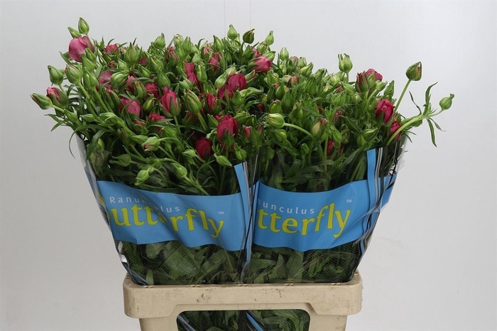 <h4>Ranunculus Butterfly Lycia</h4>