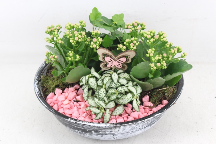 <h4>arr2 PL - Zink antiek schaal - roze</h4>