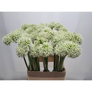 Allium Mount Everest