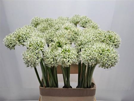 <h4>Allium Mount Everest</h4>