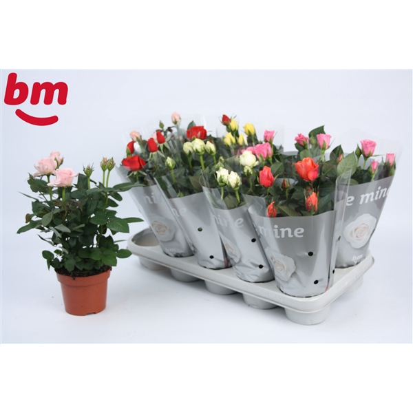 <h4>Rosa Beau Monde gemengd 12 cm</h4>